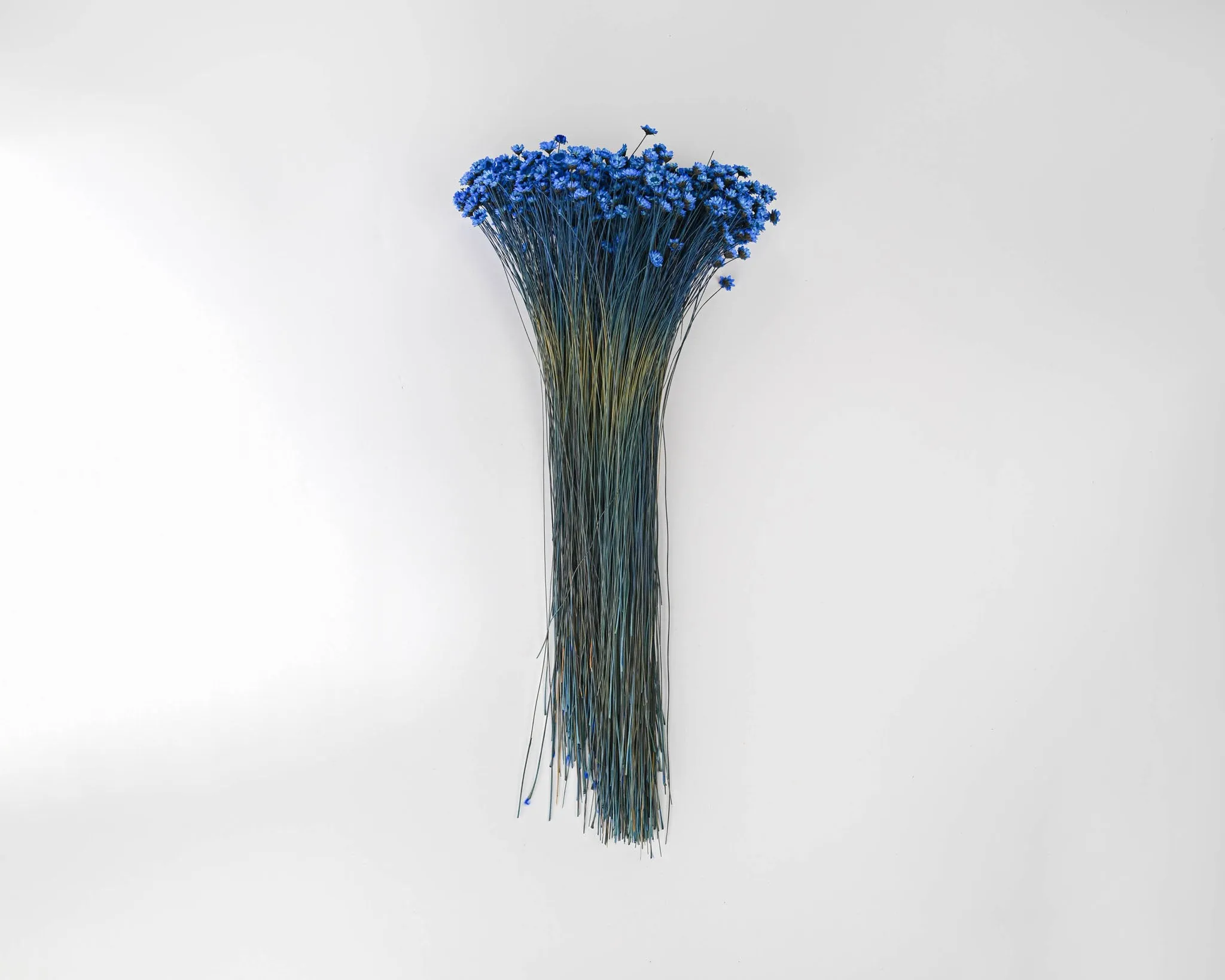 Dried Star flower - Dyed Starflower